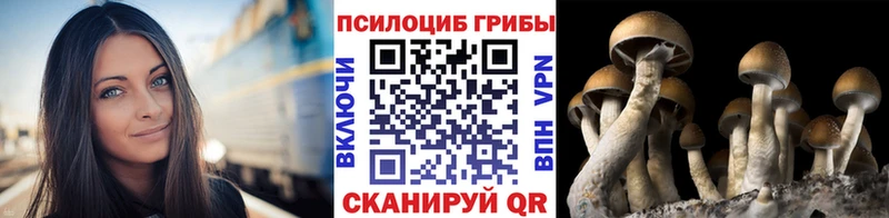 Купить где  Михайлов  Псилоцибиновые грибы GOLDEN TEACHER 
