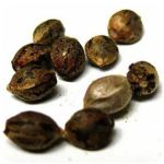 Семена марихуаны АК-47  (Seeds AK-47) в Михайлове